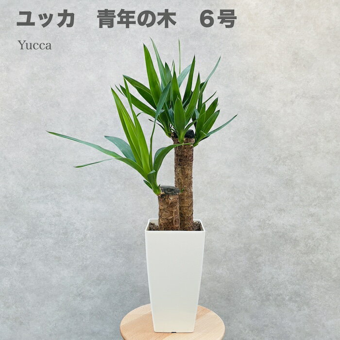 観葉植物 ユッカ エレファンティペス 6号鉢 鉢底から65cm程度 青年の木 おしゃれな室内インテリア 結婚祝い 新築祝い 開店 開業祝い 誕生日 母の日 父の日 記念日 敬老の日 部屋 リビング 玄関 ベランダ プレゼント ギフト テレビ横