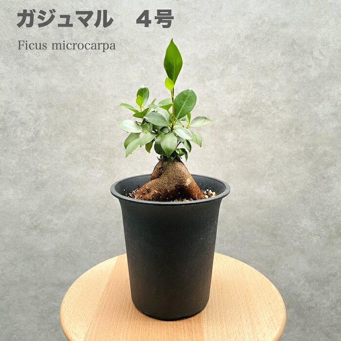 観葉植物（予算3000円以内） ガジュマル観葉植物 4号鉢苗 ミニサイズ 盆栽 多幸の木 幸福をもたらす精霊が住むガジュマルの木 おしゃれなインテリア 結婚 新築 開店 開業 誕生日 母の日 父の日 記念日 プレゼント ギフト 敬老の日 部屋 室内 リビング 玄関 ベランダ テレビ横 卓上 トイレ デスク