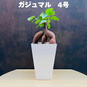 母の日プレゼントカード付き ガジュマルの木 観葉植物 4号鉢苗 小さいサイズ 鉢植え おしゃれな室内インテリア 和風 和室 日陰 風水 玄関 リビング 初心者に...