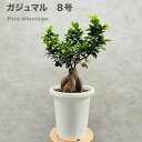 ガジュマル 観葉植物 8号鉢苗 大型 盆栽 多幸の木 幸福をもたらす精霊が住むガジュマルの木 おしゃれな室内インテリア 結婚祝い 新築祝い 開店祝い 開業祝い 誕生日 母の日 父の日 記念日 大きい リビング 玄関 ベランダ プレゼント ギフト テレビ横 肥料別売り 敬老の日