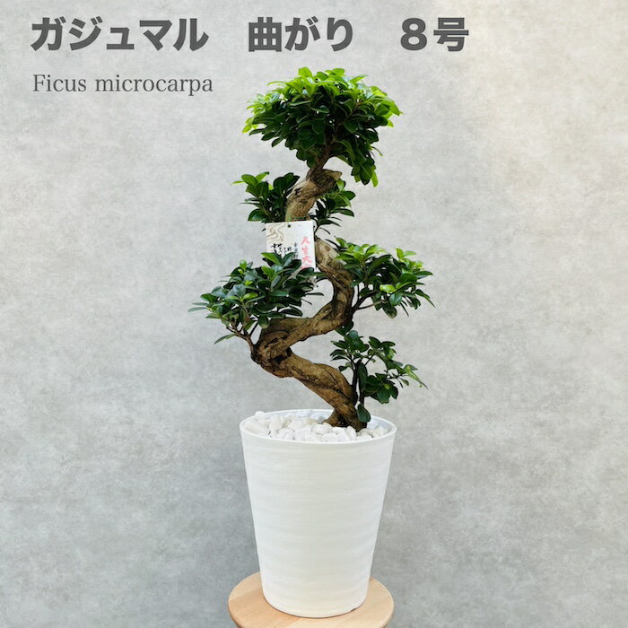 楽天市場】ガジュマル 大型(高さ(植物)~ 70.9cm)の通販 楽天市場】ガジュマル 大型(高さ(植物)~ 70.9cm)の通販