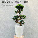 ガジュマル 観葉植物 曲がり 8号鉢苗 大型 盆栽 登り樹 昇り竜 室内 珍しい 希少種 多幸の木 幸福をもたらす精霊が住むガジュマルの木 おしゃれなインテリア 結婚祝い 新築祝い 開店祝い 開業祝い 誕生日 母の日 父の日 記念日 プレゼントギフト 肥料別売り 敬老の日 大きい