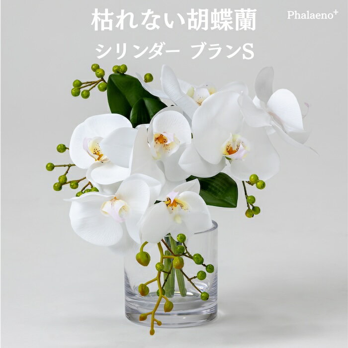 乐天商城 - 胡蝶蘭 造花 シリンダーブラン S 枯れない アーティフィシャルフラワー 高級 フラワーアレンジメント ギフト 開店祝い 就任祝い 周年記念 お祝い 受付 ロビー お供え 花 Phalaeno＋