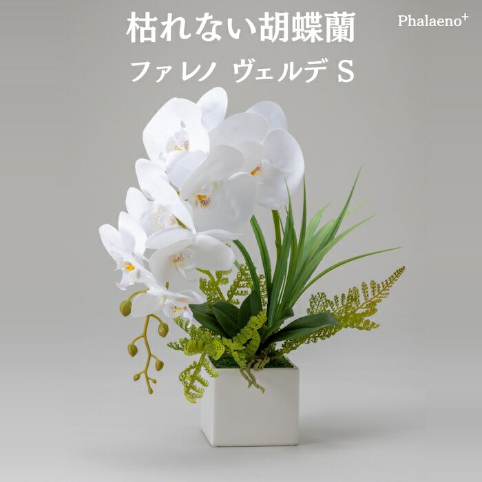 Rakuten - 胡蝶蘭 造花 ファレノ ヴェルデ S 枯れない アーティフィシャルフラワー 高級 フラワーアレンジメント ギフト 開店祝い 就任祝い 周年記念 お祝い 受付 ロビー お供え 花 Phalaeno＋
