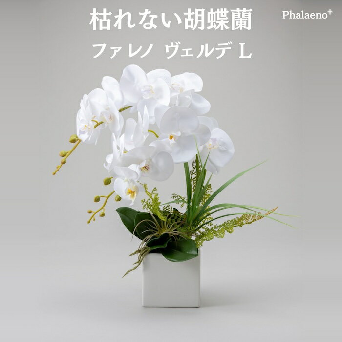 Rakuten - 胡蝶蘭 造花 ファレノ ヴェルデ L 枯れない アーティフィシャルフラワー 高級 フラワーアレンジメント ギフト 開店祝い 就任祝い 周年記念 お祝い 受付 ロビー お供え 花 Phalaeno＋