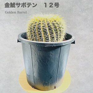 サボテンの王様 金鯱 12号鉢 大型 特大サイズ 観葉植物 多肉植物 金シャチ おしゃれでかわいい ギフト 置物 プレゼント インテリア 贈り物 卓上 テーブル 仙人掌 キンシャチ 大きい 部屋 室内 リビング 玄関 ベランダ テレビ横 ドライガーデン