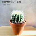 楽天クラピア・観葉植物専門店ミドリスサボテンの王様 金鯱 4号鉢 観葉植物 多肉植物 金シャチ おしゃれでかわいい ギフト 置物 プレゼント インテリア 贈り物 卓上 テーブル 仙人掌 キンシャチ 部屋 室内 リビング 玄関 ベランダ テレビ横 トイレ デスク ドライガーデン