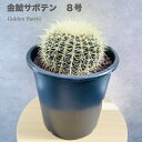 サボテンの王様 金鯱 8号鉢 大型 観葉植物 多肉植物 金シャチ おしゃれでかわいい ギフト 置物 プレゼント インテリア 贈り物 卓上 テーブル 仙人掌 キン...