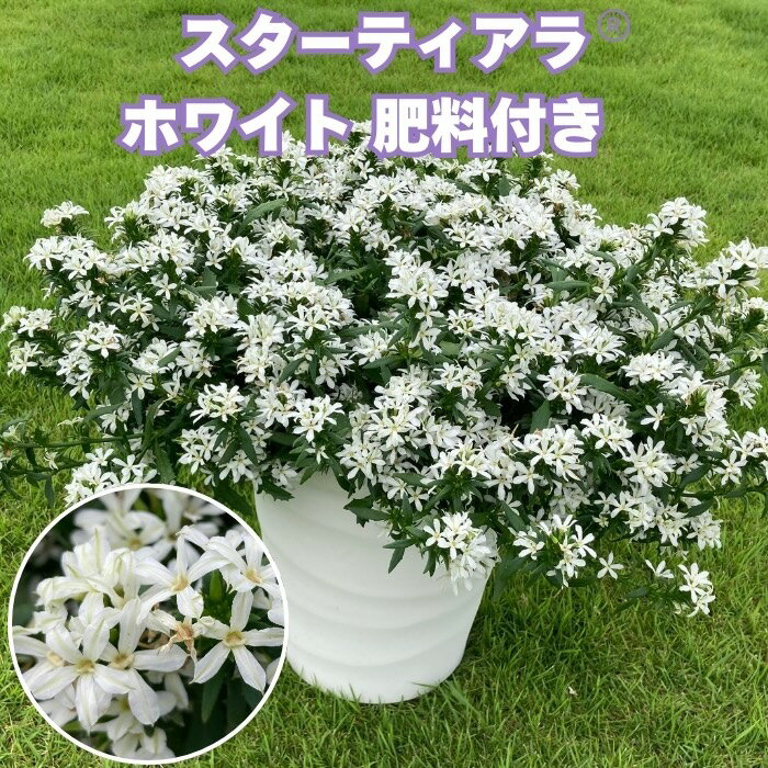【予約苗】 スターティアラ ホワイト 肥料付き ホワイト 3.5号ポット苗 サントリーフラワーズ スカエボラ｜暑さに強い夏の花 ガーデニング 鉢植え ハンギング プランター