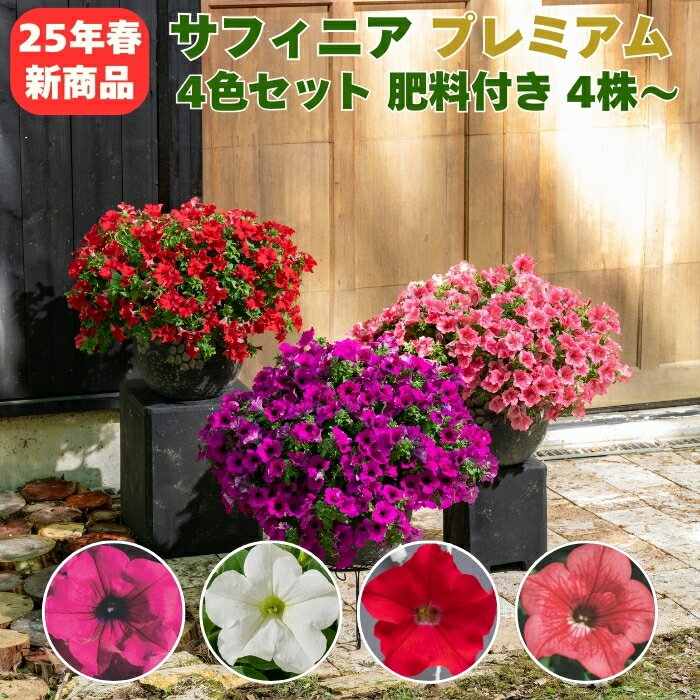 サフィニア プレミアムシリーズ 4色セット 10.5cmポット苗 肥料付き 3.5号 ペチュニア属 花 サントリーフラワーズ パープル ホワイト レッド コーラルのサムネイル