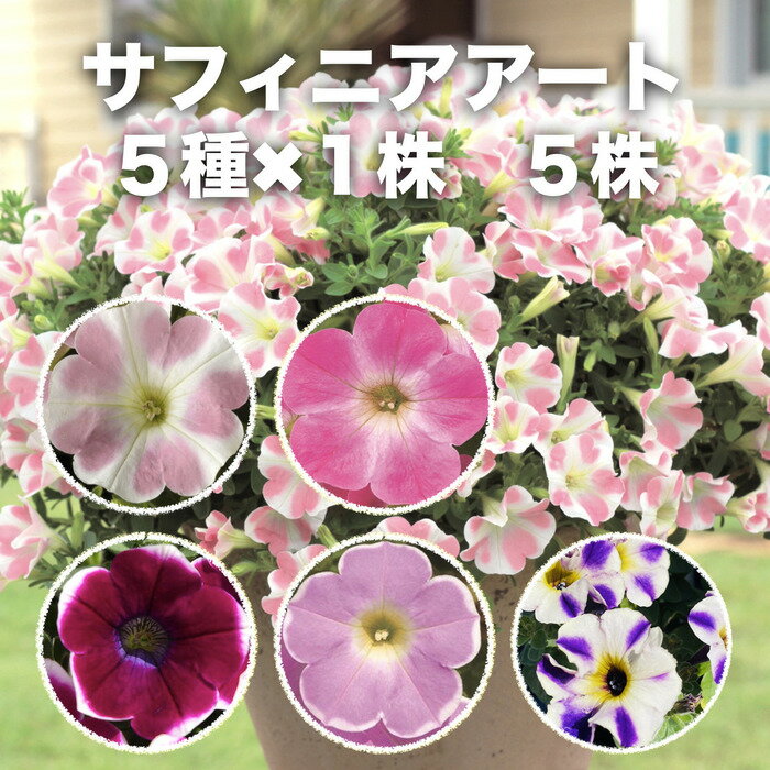 サフィニアアート 5色×1株 5株セット 新色入り 9cmポット苗 肥料100g付き 3号 ペチュニア属 花 サントリーフラワーズ ももいろハート 小梅ちゃん あずきフラッペ いちごシェイク ブルーモーメントのサムネイル