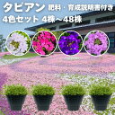 タピアン 4色セット 4株 / 12株 / 24株 / 48株 9cmポット苗 肥料付き 3号 バーベナ属 サントリーフラワーズ グランドカバー 雑草対策