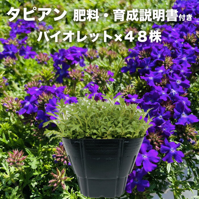 タピアン バイオレット 48株 肥料付き 紫品種 9cmポット苗 3号 バーベナ属 サントリーフラワーズ グランドカバー 雑草対策