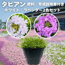 タピアン 2色セット 6株 / 12株 / 24株 / 48株 9cmポット苗 肥料付き 3号 バーベナ属 パープリッシュホワイト ラベンダー サントリーフラワ...