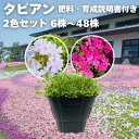 タピアン 2色セット 6株 / 12株 / 24株 / 48株 9cmポット苗 肥料付き 3号 バーベナ属 パープリッシュホワイト ローズ サントリーフラワーズ...