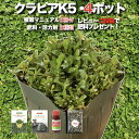 【レビュー特典】クラピア K5 苗4株 お試し1平米用 すくすくセットミニ 完全植栽マニュアル付き グランドカバー 4ポット 肥料 活力剤2種(おすすめ肥料、メネデール)イワダレソウ改良種 薄桃品種 プランツ 雑草対策 庭 ガーデニング diy 緑化 おすすめ ガーデン 多年草 植物