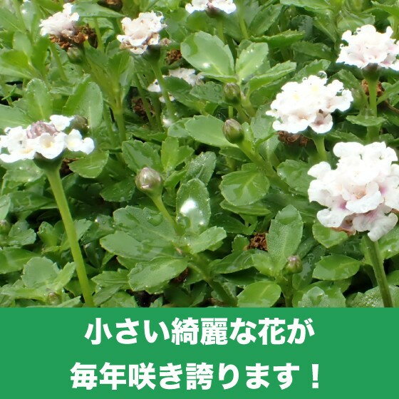 レビュー特典あり クラピア K5 9cmポット苗 薄桃 40鉢セット 完全植栽マニュアル付き 雑草対策 グランドカバー 送料無料 ミドリス 店 レビュー特典あり クラピア K5 9cmポット苗 薄桃 40鉢セット 完全植栽マニュアル付き 雑草対策 グランドカバー 送料無料 ミドリス 店
