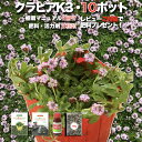 【レビュー特典あり】 クラピア K3(ピンク) 新品種 10株 すくすくセット 完全植栽マニュアル付き 苗10ポット 肥料・活力剤計2種 雑草対策 グランドカバ...