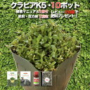 【レビュー特典あり】 クラピア K5 薄桃品種 10株 すくすくセット 植栽マニュアル付き 苗10ポット 肥料活力剤2種付き イワダレソウ改良種 グランドカバー...