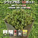 【レビュー特典あり】 クラピア K5 薄桃品種 10株 土壌改良セット 植栽マニュアル付き 苗10ポット 肥料活力剤土壌改良剤3種 イワダレソウ改良種 グランドカバー 植物 プランツ 薄ピンクの花 庭 屋上緑化 K7と同程度の耐寒性 多年草 地被植物 ほふく性 下草 背が低い 宿根草