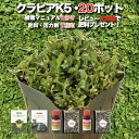 【レビュー特典あり】 クラピア K5(薄桃) 20株 すくすくセット 完全植栽マニュアル付き 苗20ポット 肥料 活力剤 2種(有機入り一発果菜肥料、メネデール...