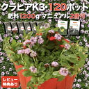 【レビュー特典あり】 クラピア K3(ピンク)紫品種 9cmポット苗 120鉢セット 有機入り一発果菜肥料1200gと完全植栽マニュアル付き ピンク色 桃色 イ...