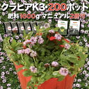【レビュー特典あり】 クラピア K3 ピンク品種 9cmポット苗 200株 有機入り一発果菜肥料1600gと植栽マニュアル付き ピンク色 桃色 イワダレソウ改良種 グランドカバー プランツ 植物 ピンクの花 庭 屋上 緑化 耐寒性 多年草 地被植物 ほふく性 下草 背が低い 宿根草