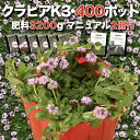 【レビュー特典あり】 クラピア K3 ピンク品種 9cmポット苗 400鉢セット 有機入り一発果菜肥料3200gと植栽マニュアル付き イワダレソウ改良種 グランドカバー プランツ 植物 ピンクの花 庭 屋上 緑化 耐寒性 多年草 地被植物 ほふく性 下草 背が低い 宿根草 diy