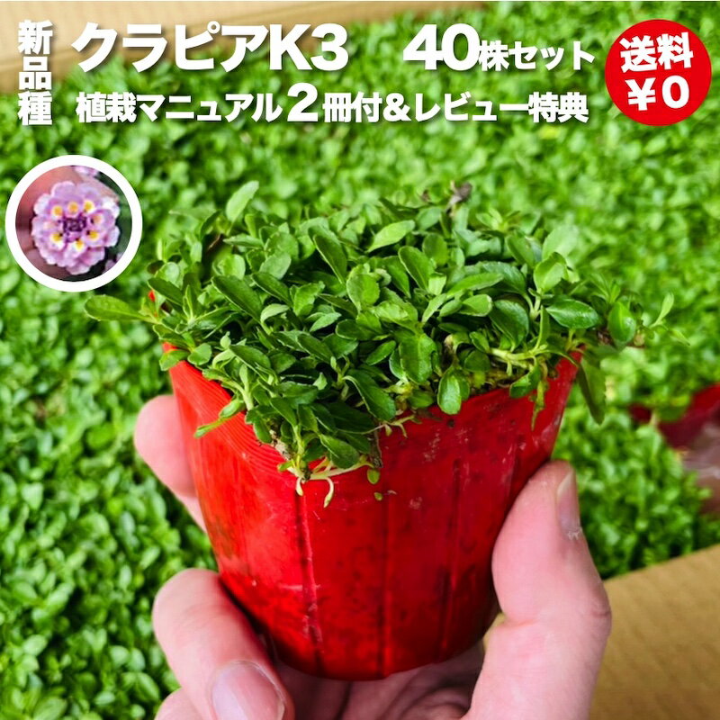 楽天クラピア・観葉植物専門店ミドリス【有機一発肥料100gプレゼント中】 クラピア K3（ピンク）紫品種 9cmポット苗 40鉢セット 完全植栽マニュアル付き ピンク色 桃色 イワダレソウ改良種 グランドカバー プランツ 雑草対策 庭 ガーデニング diy 緑化 おすすめ ガーデン K7と同等の耐病性 多年草