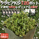 【レビュー特典あり】 クラピア K5 薄桃品種 9cmポット苗 120鉢セット 有機入り一発果菜肥料1200gと植栽マニュアル付き イワダレソウ改良種 グランド...