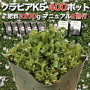 【レビュー特典あり】 クラピア K5 薄桃品種 9cmポット苗 400株 有機入り一発果菜肥料3200gと植栽マニュアル付き イワダレソウ改良種 グランドカバー...