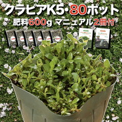 https://thumbnail.image.rakuten.co.jp/@0_mall/midoris-green/cabinet/kp/kurapia-k5-80.jpg