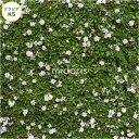midoris-green:10027665のサンプル画像3