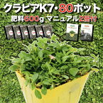 【有機一発肥料200gプレゼント中】 クラピア K7（白） 9cmポット苗 80鉢セット 有機一発肥料600g付き 完全植栽マニュアル付き グランドカバー イワダレソウ改良種 白品種 白色 雑草対策 プランツ 庭 ガーデニング diy ガーデン K5より耐病性が優れる 多年草 ガーデン