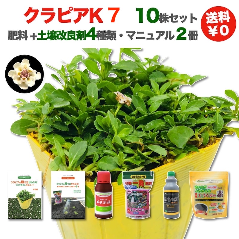 【レビュー特典あり】 クラピア K7（白） 10株 すくすく土壌改良セット 完全植栽マニュアル付き 苗10ポット 肥料4種（有機一発肥料、メネデール、根がぐんぐん伸びる素、地力の素） スーパーイワダレソウ（改良種） 白品種 雑草対策 ガーデニング グランドカバープランツのサムネイル