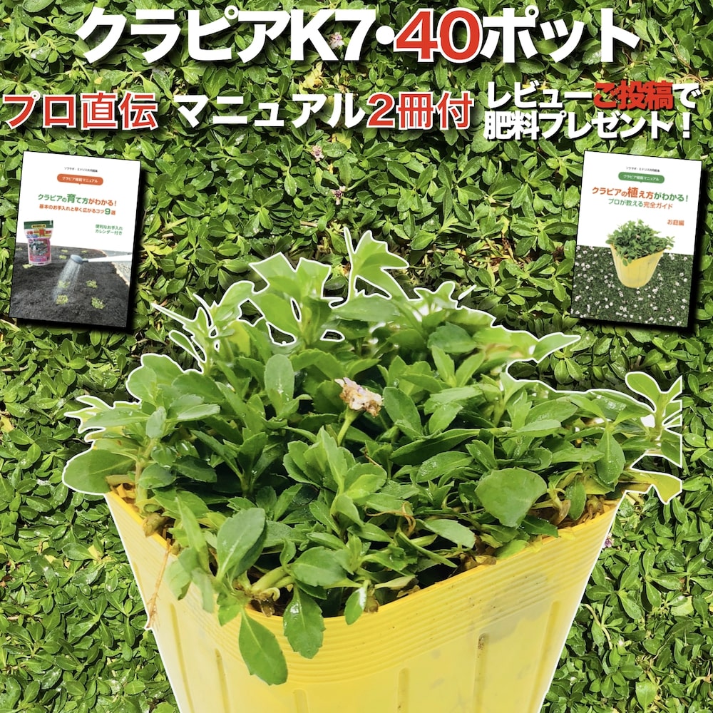 【有機一発肥料100gプレゼント中】 クラピア K7（白） 9cmポット苗 40鉢セット 完全植栽マニュアル付き グランドカバー イワダレソウ改良種 白品種 白色 プランツ 雑草対策 庭 ガーデニング diy 緑化 ガーデン K5より耐病性が優れる 多年草 ガーデン