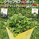 【有機一発肥料100gプレゼント中】 クラピア K7（白） 9cmポット苗 40鉢セット 完全植栽マニュアル付き グランドカバー イワダレソウ改良種 白品種 白色 プランツ 雑草対策 庭 ガーデニング diy 緑化 ガーデン K5より耐病性が優れる