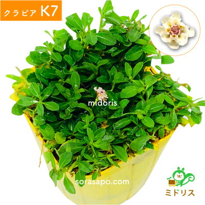 ヒメイワダレソウの情報まとめ 気になる花期や性質 耐寒性などをご紹介 暮らし の ヒメイワダレソウの情報まとめ 気になる花期や性質 耐寒性などをご紹介 暮らし の