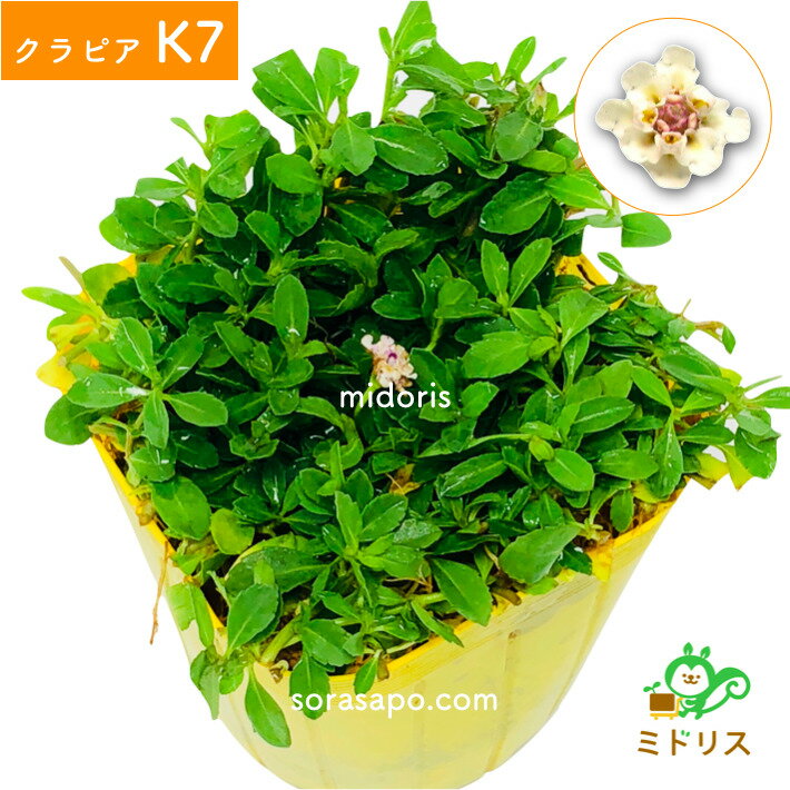 ヒメイワダレソウの情報まとめ 気になる花期や性質 耐寒性などをご紹介 暮らし の