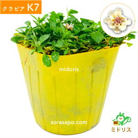 クラピアK7新品種10株すくすくセット苗10ポット肥料2種(有機一発肥料、メネデール)植栽マニュアル付き【レビュー特典あり】雑草対策グランドカバー送料無料