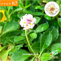 クラピアK7新品種10株すくすくセット苗10ポット肥料2種(有機一発肥料、メネデール)植栽マニュアル付き【レビュー特典あり】雑草対策グランドカバー送料無料