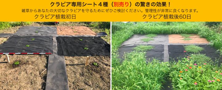 送料無料クラピア専用お得な植栽シート1mtimes;100m(100m2)+U字型ピンのセット(500本)セット防草シートアンカーピン
