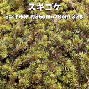 スギゴケ 杉苔 約3.2平米分 36cm×27cm 32枚入り 苔 コケ 庭園苔 日本庭園 外構 造園 マット