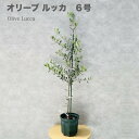 オリーブの木 ルッカ 6号鉢苗 鉢底から110cm程度 開帳型 観葉植物 屋外 鉢植え 室内 おしゃれな室内インテリア 結婚祝い 新築祝い 玄関 ベランダ プレ...