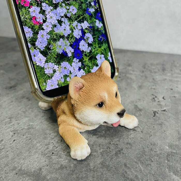 ���ޥۥ������ �����٤�Ƹ� ���å� woobia �����ӥ� �� ���� ���� ��� ���˥ޥ� ���ޥۥۥ���� ������� �ץ쥼��� ���ե� £��ʪ ��ʪ �İ��� �ꥢ�� ���˥ޥ륪�֥��� ����ƥꥢ ���襤�� ưʪ �����ǥ󥪡��ʥ��� ������ �� ���� �̿�Ω��