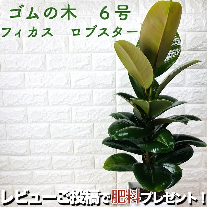 観葉植物 ゴムの木 フィカス・ロブスター 6号鉢 苗木 鉢植え インドゴムノキ おしゃれなインテリア 新築祝い 開店祝い 開業祝い 誕生日 母の日 父の日 記念日 敬老の日のサムネイル