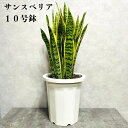 観葉植物 サンスベリア 10号鉢苗 大型 大きい おしゃれな室内インテリア 日陰 風水アイテム 玄関 リビング トイレ 初心者にもおすすめ 簡単で育てやすい 耐...