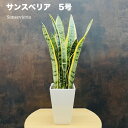 観葉植物（予算3000円以内） 観葉植物 サンスベリア 5号鉢苗 おしゃれ インテリア お祝い 開店祝い 新築祝い 誕生日祝い 結婚祝い 引越し祝い 母の日 父の日 プレゼント ギフト 大きい 部屋 室内 リビング 玄関 ベランダ テレビ横