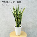 観葉植物 サンスベリア 6号鉢苗 おしゃれな室内インテリア 日陰 背が高い 風水アイテム 玄関 リビング トイレ 初心者にもおすすめ 簡単で育てやすい 耐陰性 ...