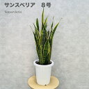 観葉植物 サンスベリア 8号鉢苗 大型 大きい おしゃれな室内インテリア 日陰 風水アイテム 玄関 リビング トイレ 初心者にもおすすめ 簡単で育てやすい 耐陰...
